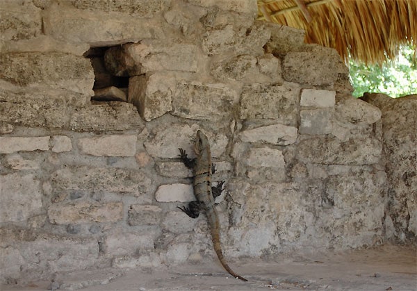 San Gervasio iguana
