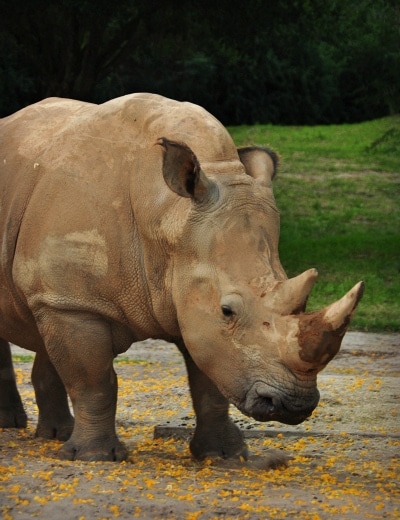 Wild Africa Trek at Disney's Animal Kingdom