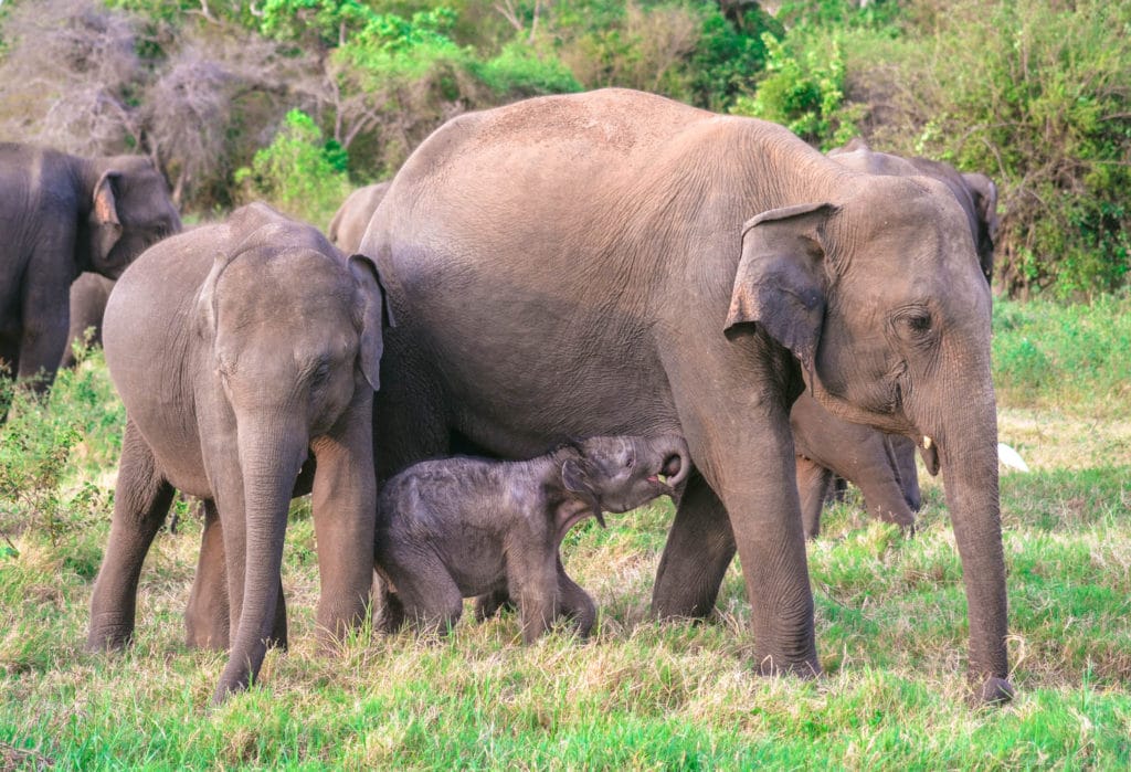 elephant mother baby sri lanka
